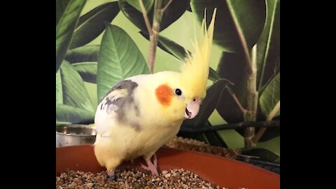 Cute Birds to Make Your Day!