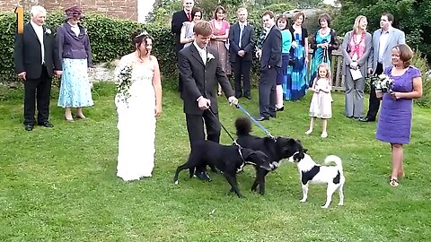 funny_dogs_And_cats🤣🤣