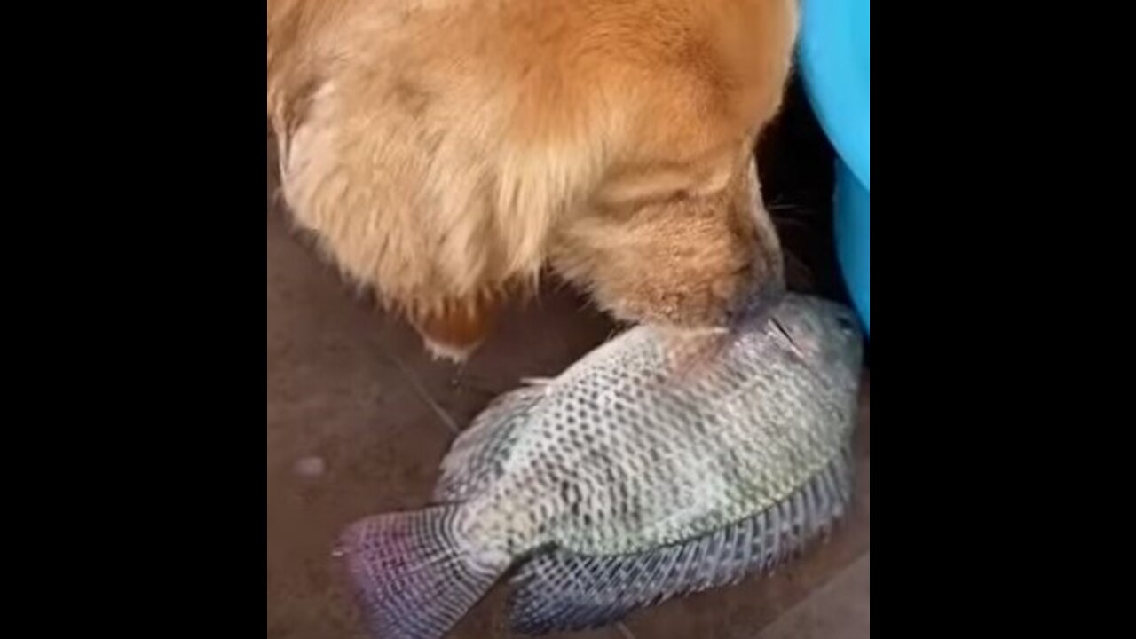 The golden retriever made the fish move