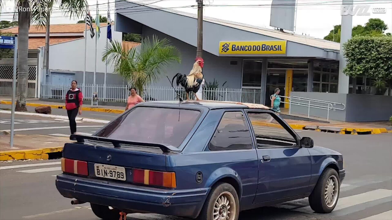 Il gallo a spasso sul tettuccio dell'auto