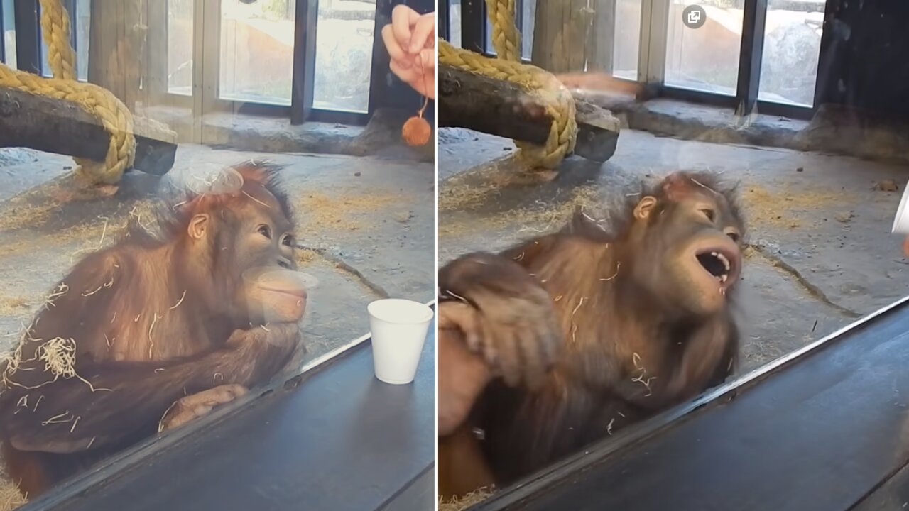 Cute Monkey Reaction To A Magic Trick