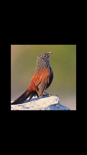 Beauty Of nature #Shorts #ytshorts #UbertainmentFun