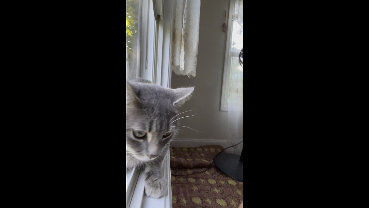 cat
