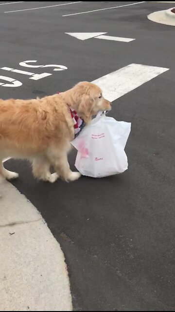 Golden Retriever Delivers Food For Curbside Pickup