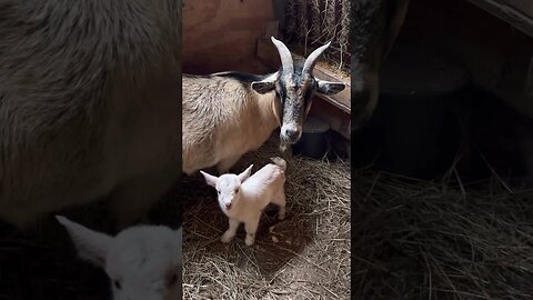 Brand new baby goat on the Homestead