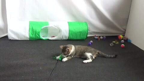 Kitten Stole the Toy