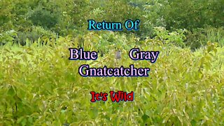 Return Of Blue Gray Gnatcatcher