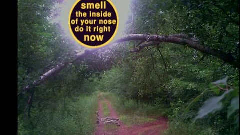 The Frequency of The Little People