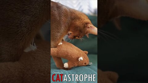 😼 #CATASTROPHE - Abyssinian Kitty 🐈