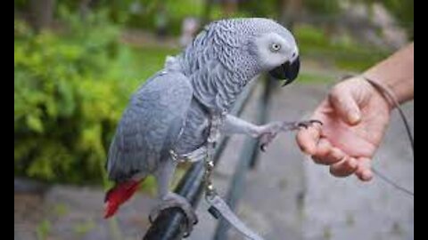 Funny the smartest parrot that speaks languages