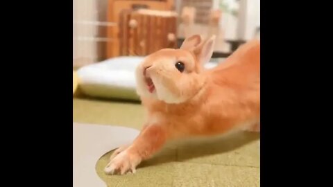 Rabbits Stretching Is The Cutest Thing I've Ever Seen