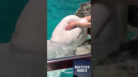 Beluga has his head lump massaged #shorts #animals #water #massage