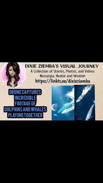 Drone captures incredible footage of dolphins and whales playing together