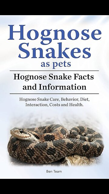 Hognose Snake also known as Drama Queen