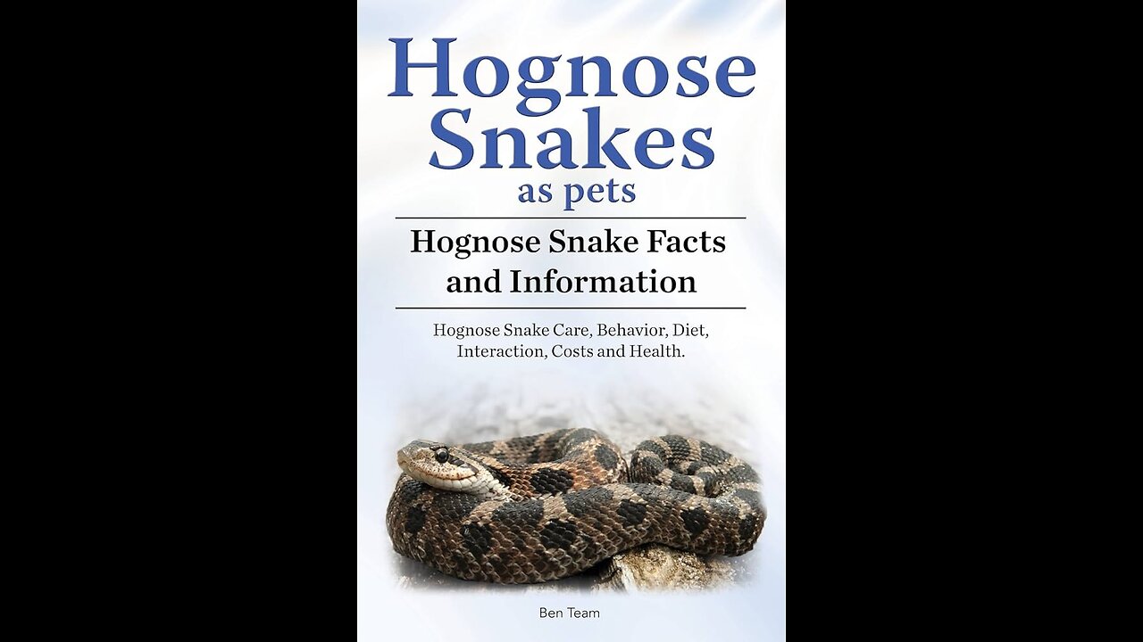 Hognose Snake also known as Drama Queen