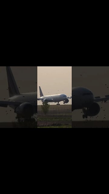 🕊️Too many birds🦅