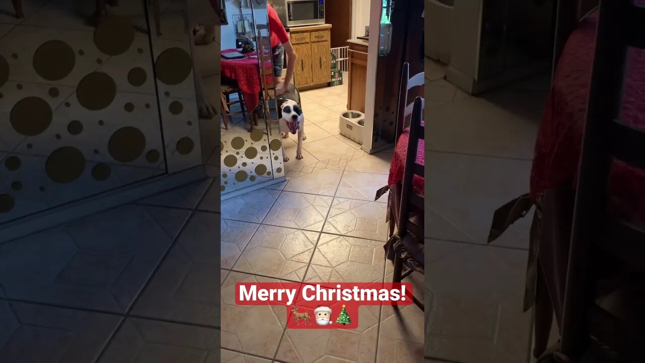 Merry Christmas! 🎄
