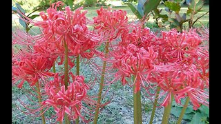 Beautiful Red Spider Lilies and Maximillian Perennial Sunflowers