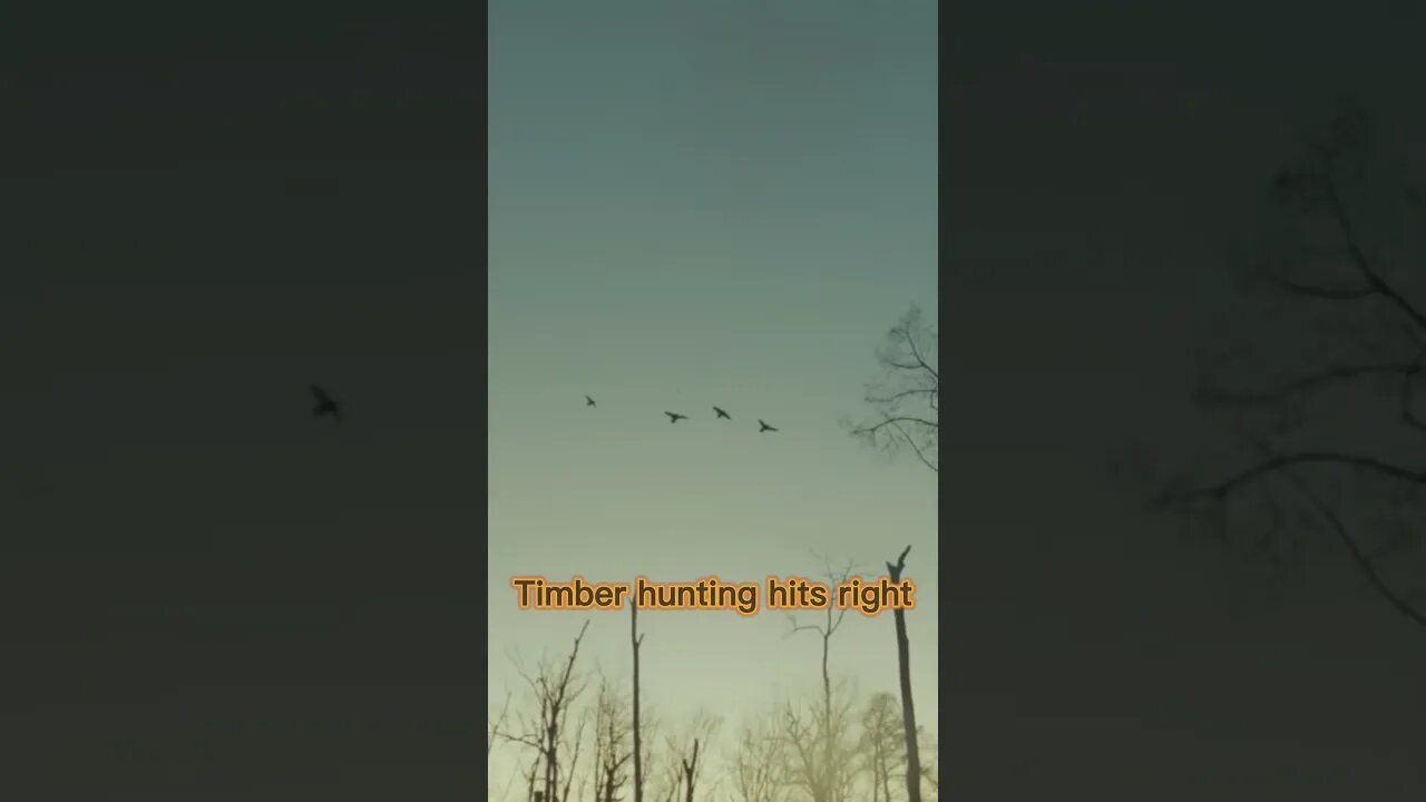 GREENHEADS in the TIMBER. (Missouri Mallards) #hunting #waterfowl #animal