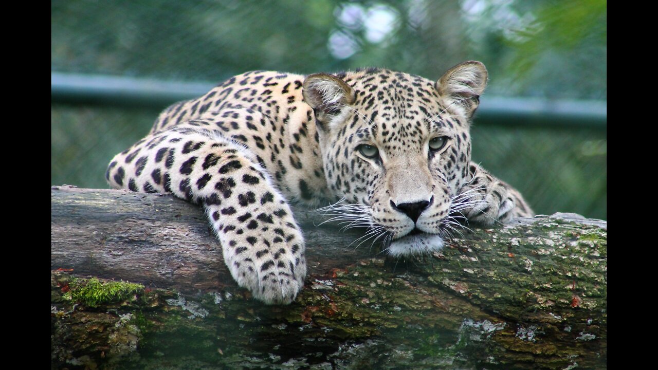 Animals short videos RAHAMA channel viral video