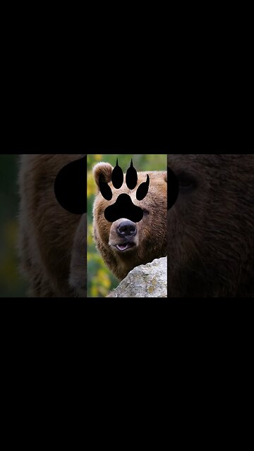 The Biggest Grizzly Bear EVER:🐻 Unleashing the Giant of the Wild