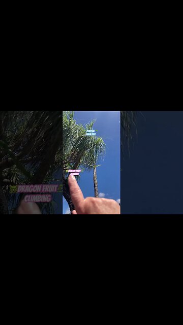 🐉DRAGON FRUIT🐲CLIMBING🌴PONYTAIL PALMS🌴