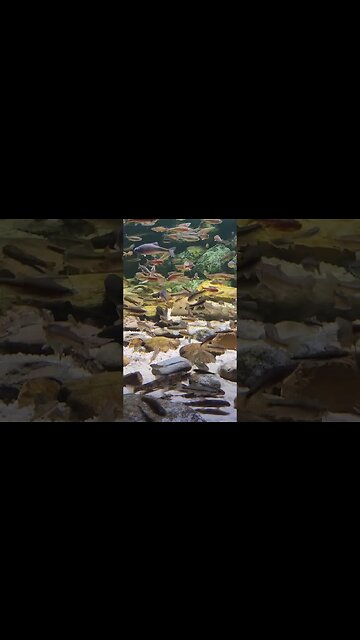 Minnows pineknoll shores aquarium