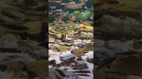 Minnows pineknoll shores aquarium