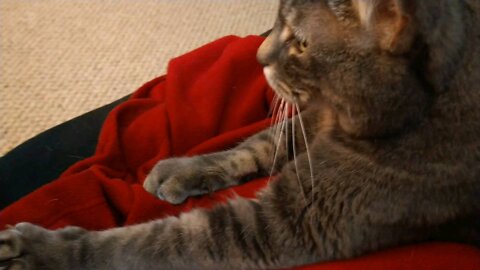 Kitty kneading his blanket