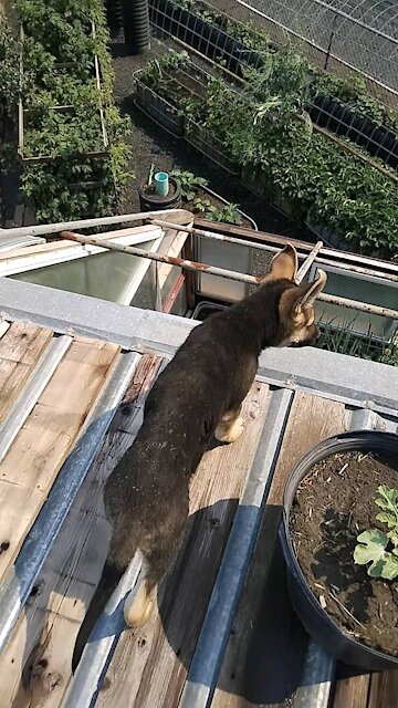 Dog on a hot tin roof