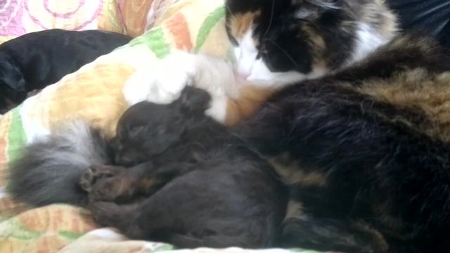 Cat Pats Sleepy Puppy’s Head