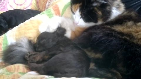 Cat Pats Sleepy Puppy’s Head