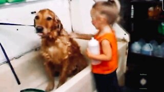 Miss Lexi Helping Mommy Bath a Puppy at Work 🐶