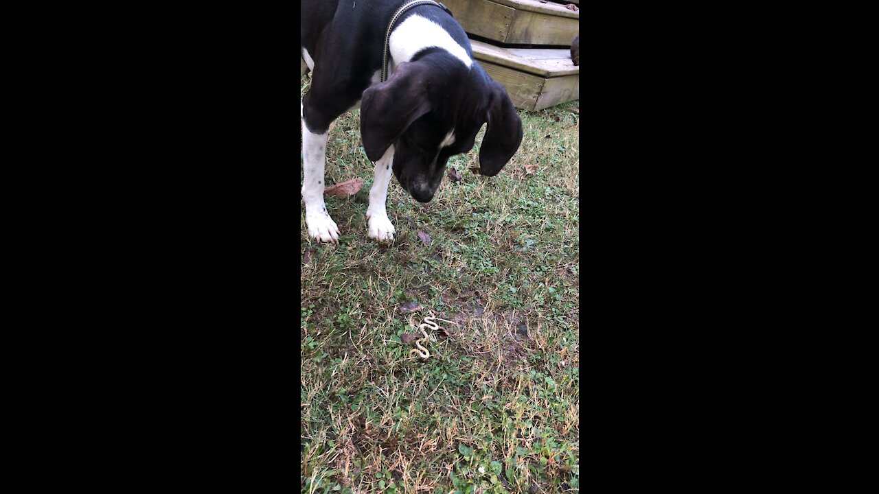 DOG FINDS SNAKE