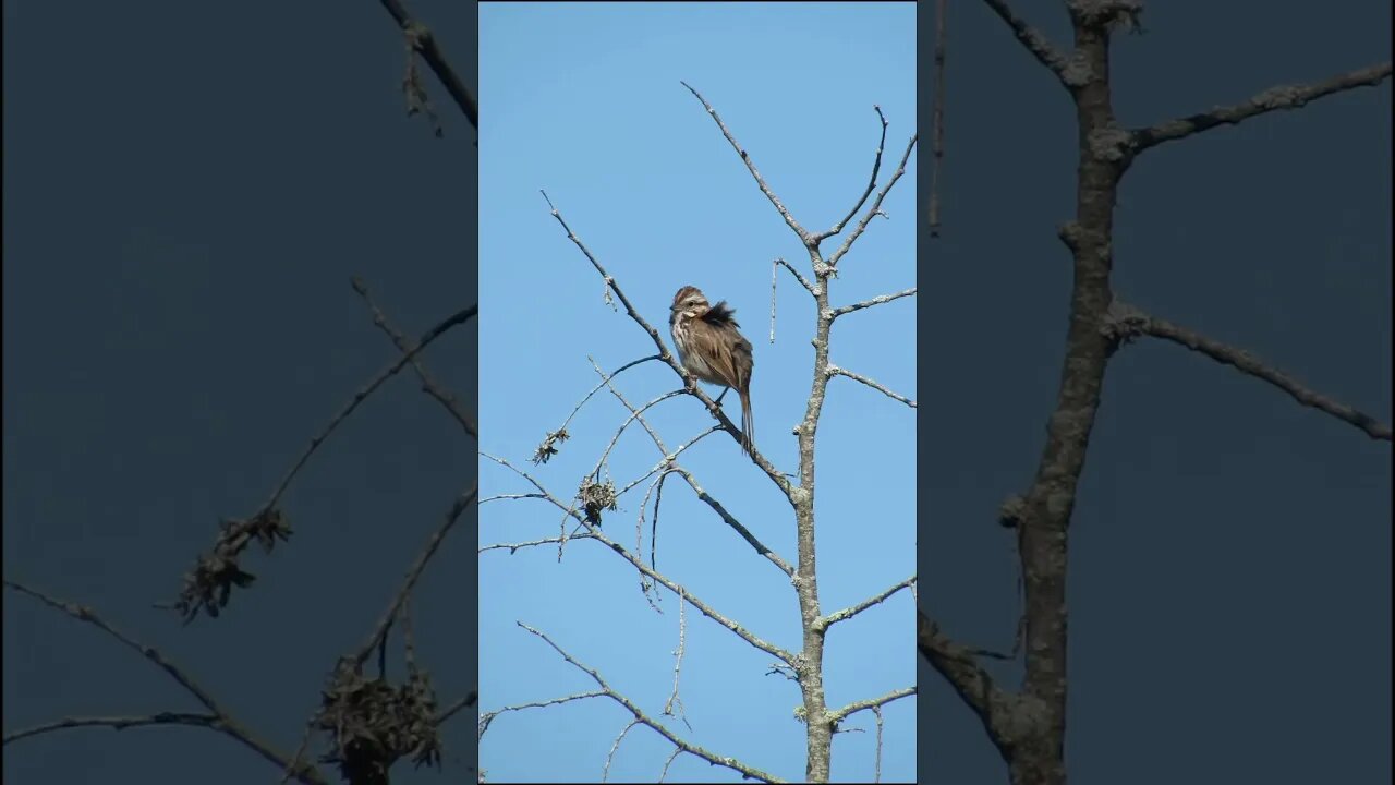 What kind of Bird is this?