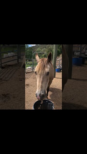 A little visit with Arthur the rescue horse. One more month and he will be rounded off