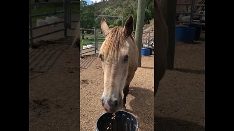 A little visit with Arthur the rescue horse. One more month and he will be rounded off