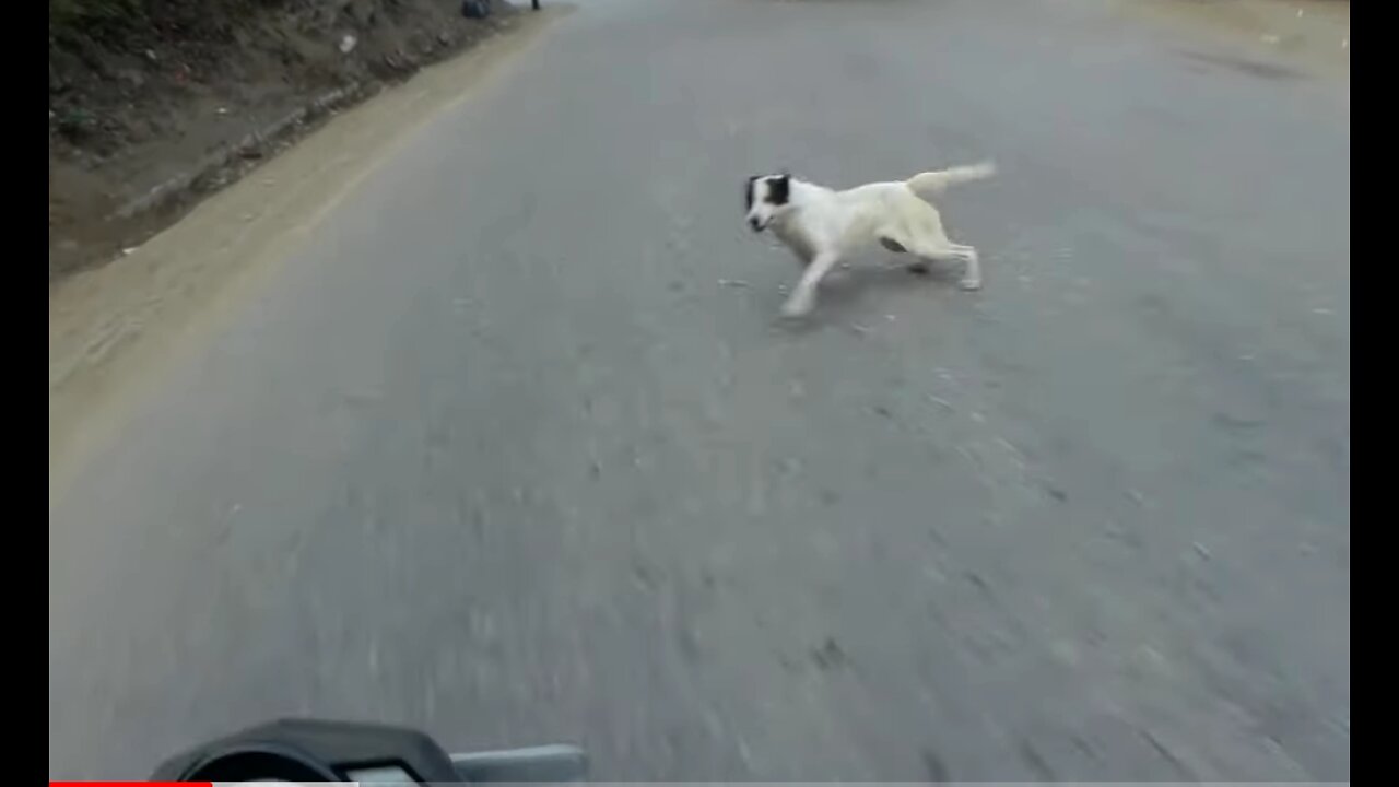 Insane Bike Dog Road Accident 2022