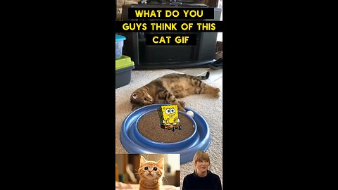 Cute Cat Gif