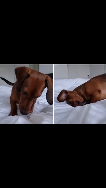 Curious pup digs on bed to see what's underneath