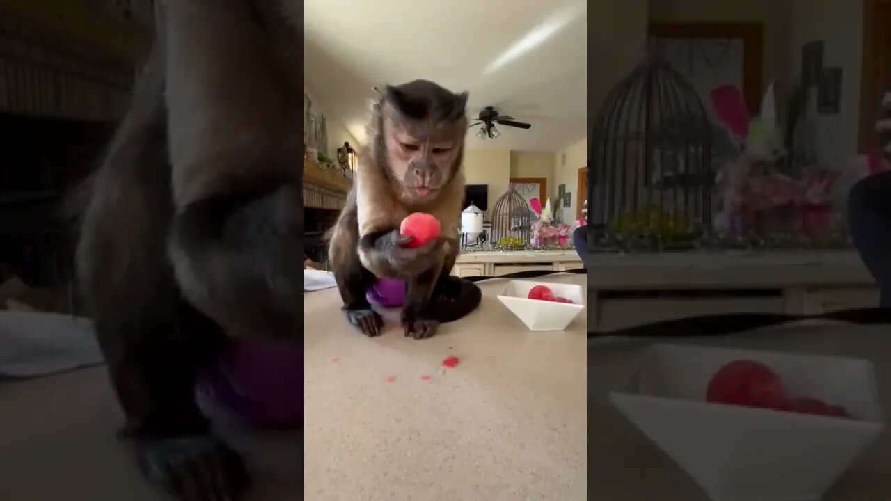 🍉🐒🍉🐒🍉🐒🍉🐒