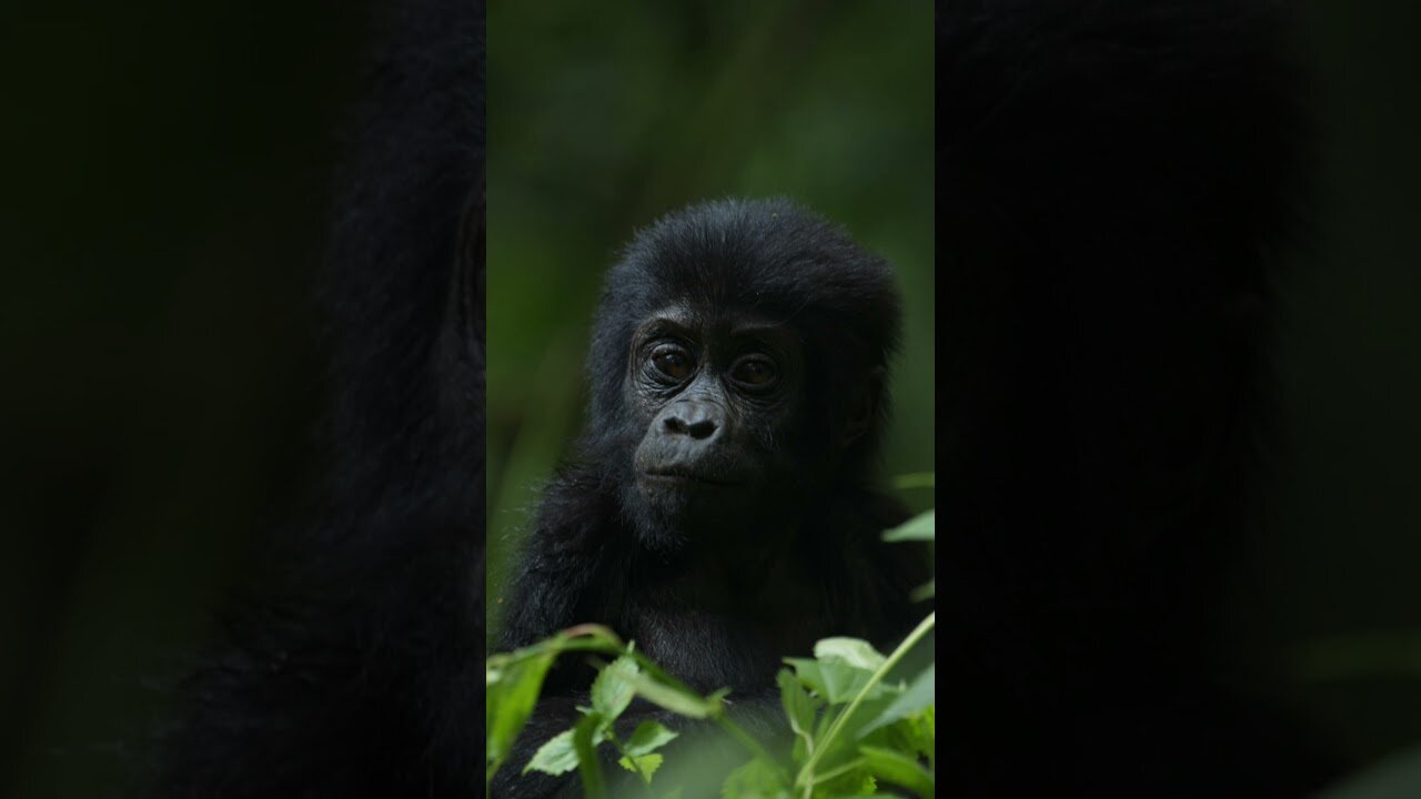 Baby gorillas in the wild