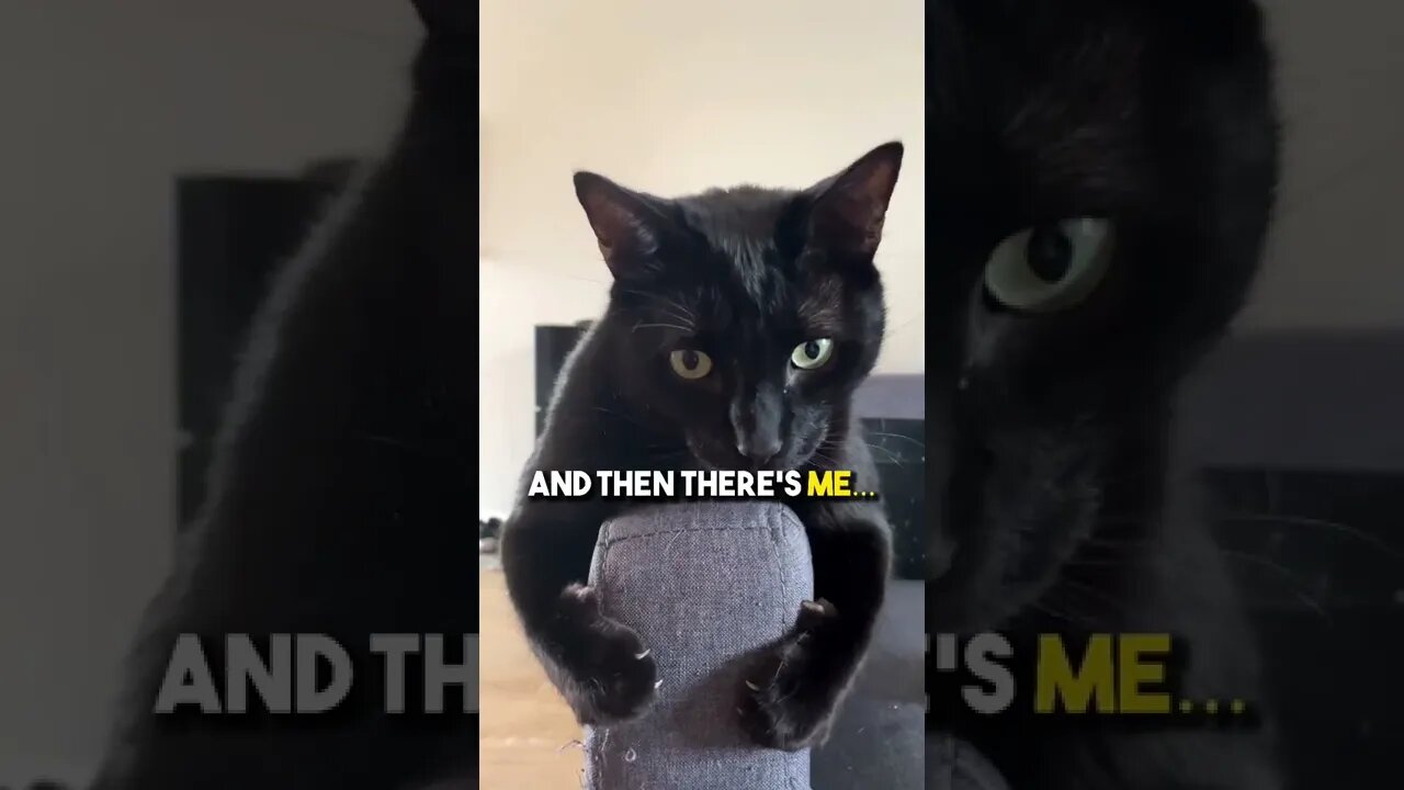 Send this to a REAL friend💗 #cat #kitten #blackcat #relationship #friend #leonthecatdad