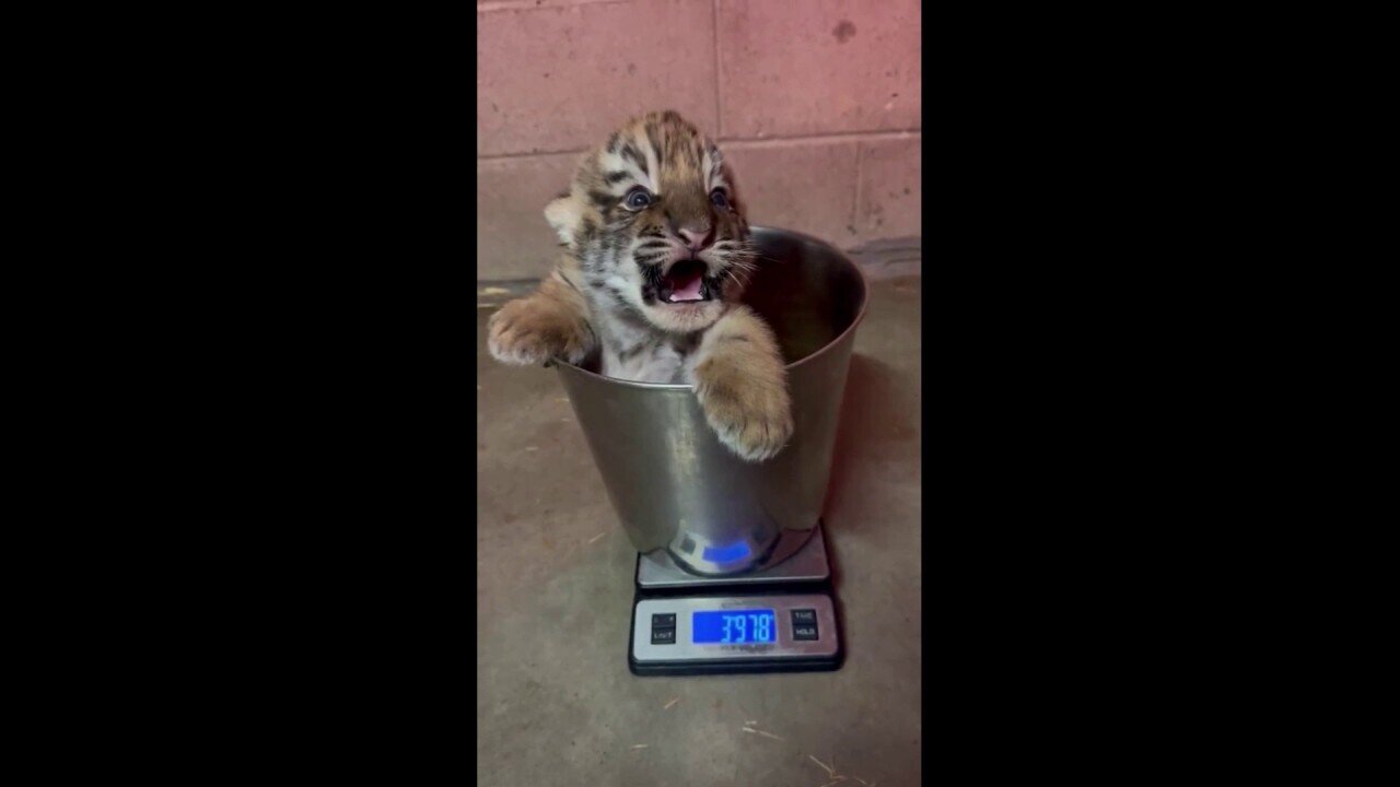 Baby Tigers Get Weighed In At Health Check-Up