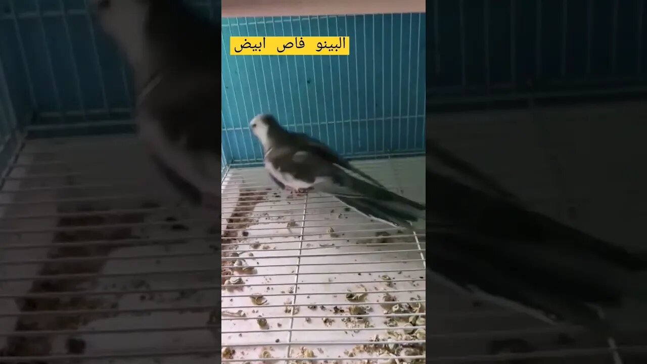 طائر ألبينو فاص أبيض كيوت روعة