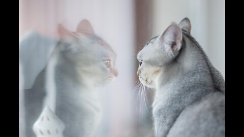 Funny and Cute Animals