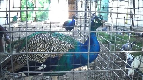 We Find Peacocks on Our Trip