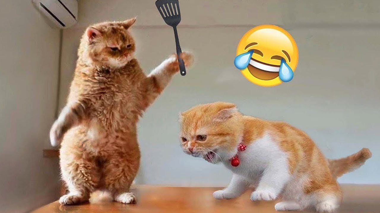 New Funniest Cats And Dogs Videos 😁 Best Of The 2023 Funny Animal Videos 😁 - Cutest Animals Ever