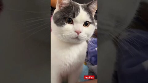 Adorable #cute #tiktok #funnyanimals #funnyvideos #cat