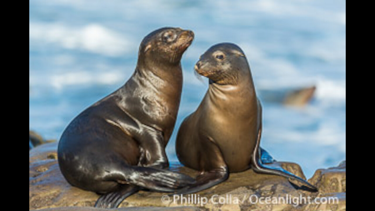 Beautiful Sea dog